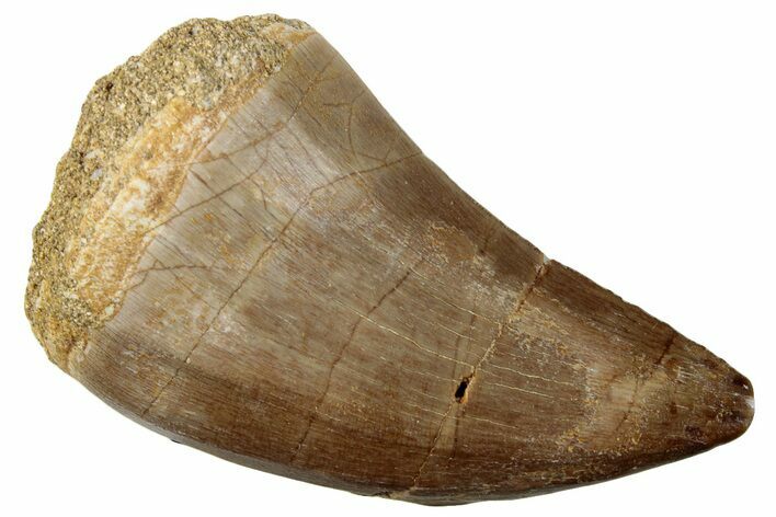 Fossil Mosasaur (Mosasaurus) Tooth - Morocco #259971